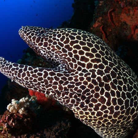Benthos Bali Dive Resort Candi Dasa  Luaran gambar