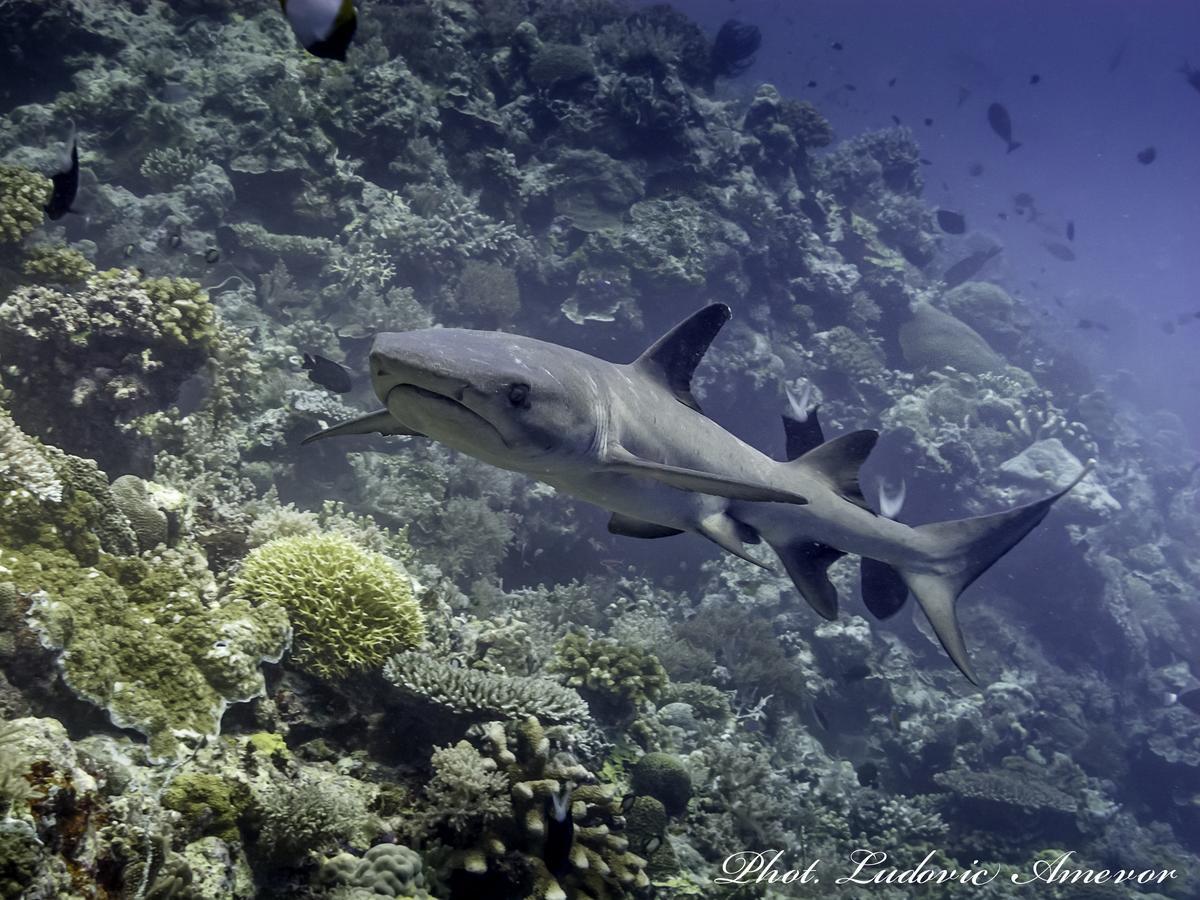 Benthos Bali Dive Resort Candi Dasa  Luaran gambar