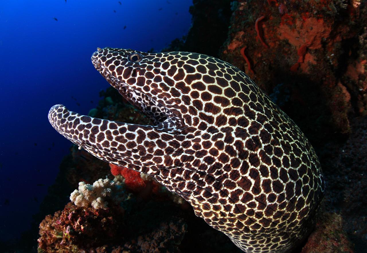 Benthos Bali Dive Resort Candi Dasa  Luaran gambar